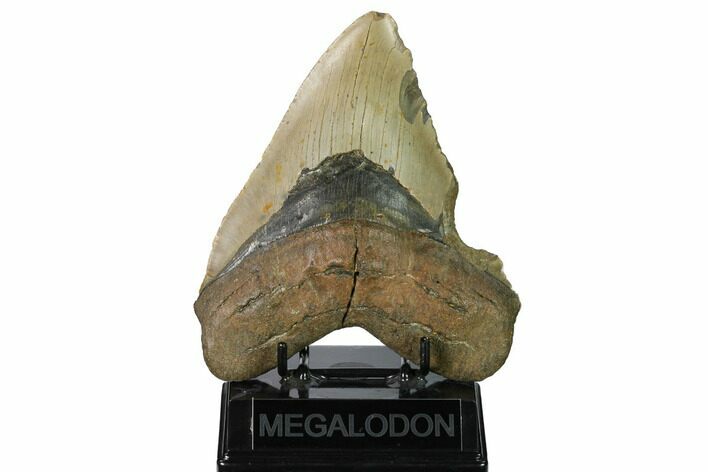 Huge, Fossil Megalodon Tooth - North Carolina #172605